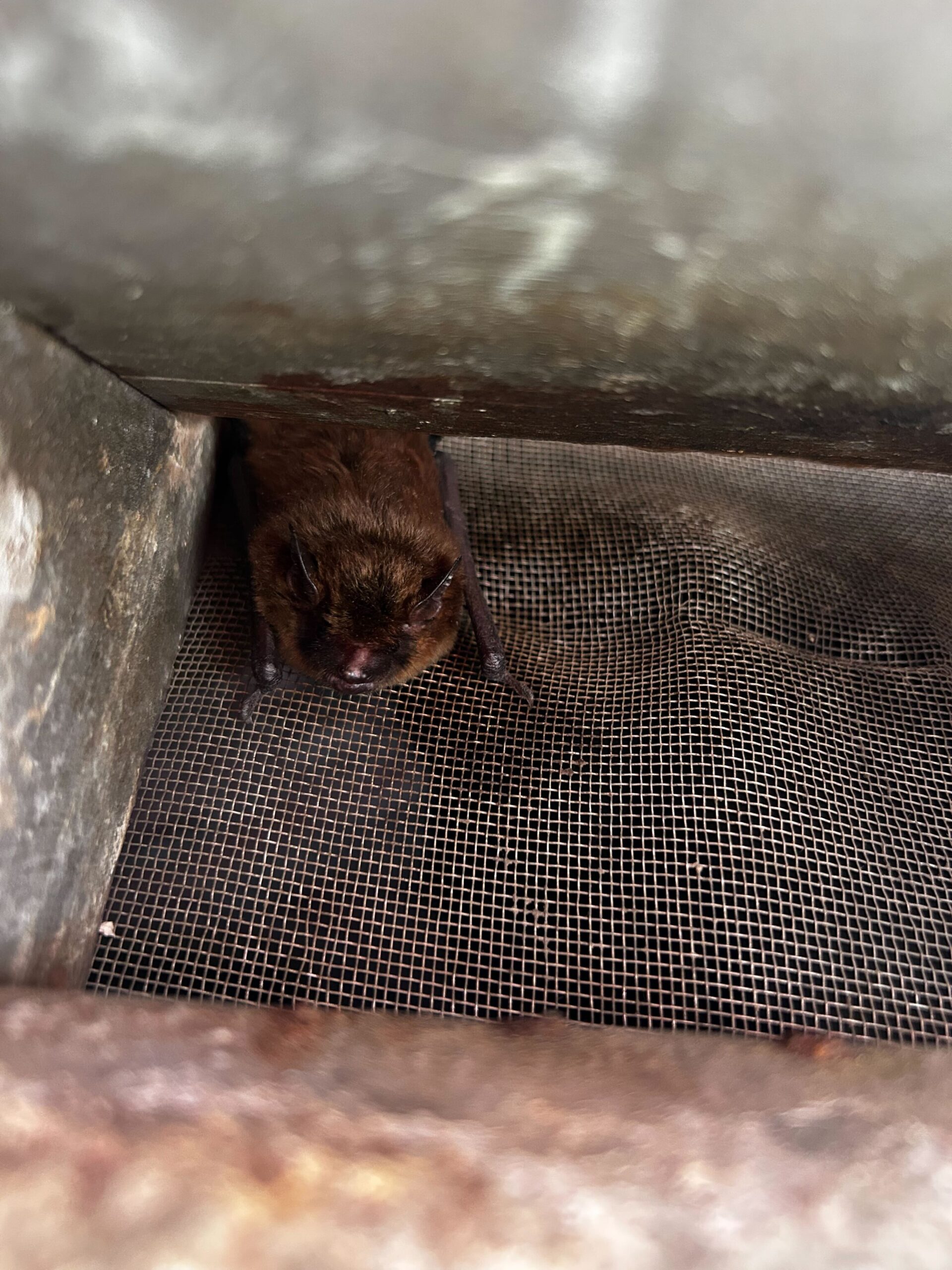 A Plus Pest Control Management