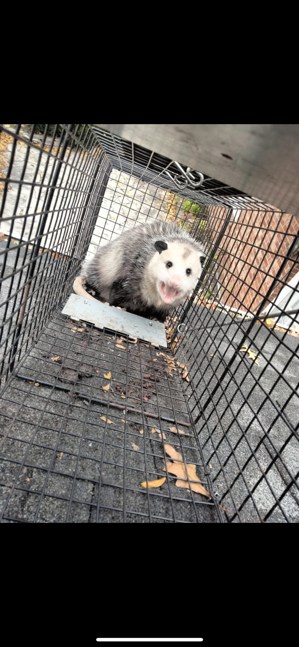 A Plus Pest Control Management