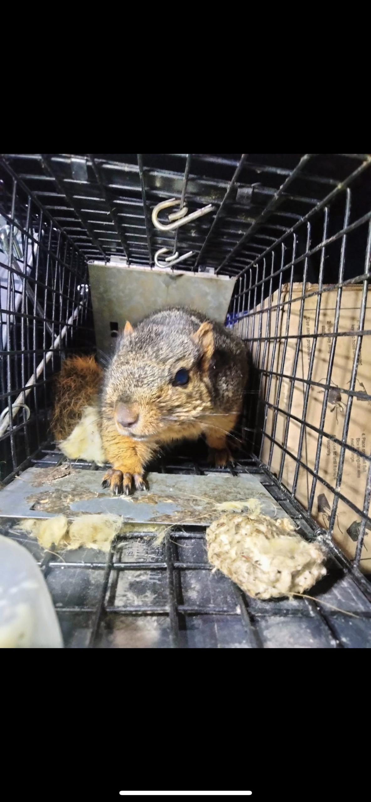 A Plus Pest Control Management